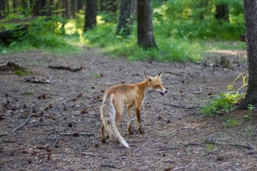 Naklejka na ściany i meble Fox in a forest