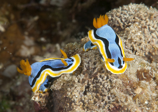 Macro of two  anna`s magnificent sea-slug crawling on coral of Bali