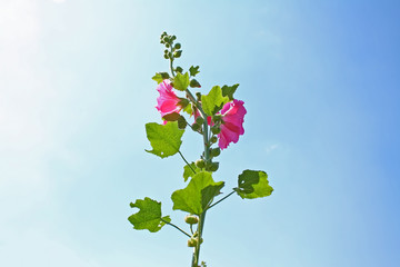 Inflorescence of pink hollyhock flower blooming on bright blue sky background	