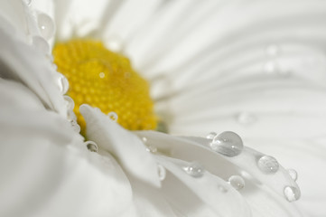 Chamomile macro