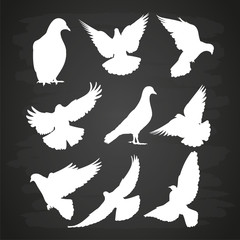 White dove silhouette set on blackboard
