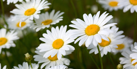 Fototapeta premium White daisy background.