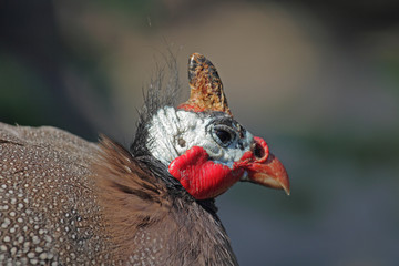 Perlhuhn