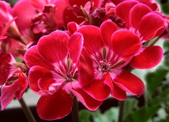 Fototapeta na wymiar pink and red flowers of geranium potted plant