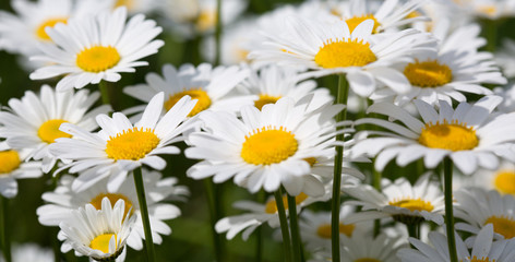 Fototapeta premium White daisy background.