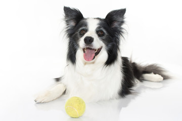 CUTE BORDER COLLIE SITTING WITH ITS TENNIS BALL ISOLATED ON WHITE BACKGROUND