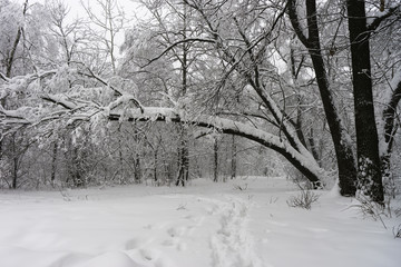 Winter landscape. Trees in the forest or in the park are under a thick layer of snow. Consequences of a great snowfall.