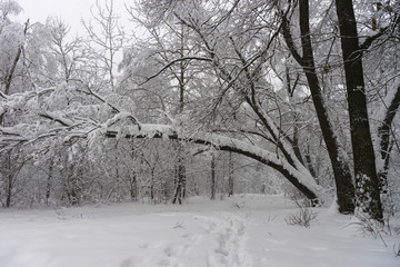 Winter landscape. Trees in the forest or in the park are under a thick layer of snow. Consequences of a great snowfall.