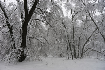 Winter landscape. Trees in the forest or in the park are under a thick layer of snow. Consequences of a great snowfall.