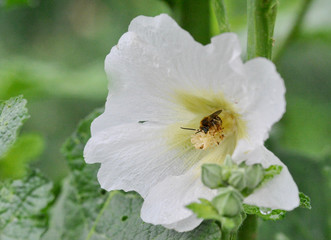 a bee in a white mallow flower closeup