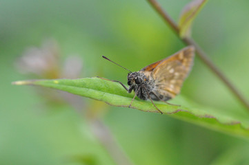little butterfly closeup