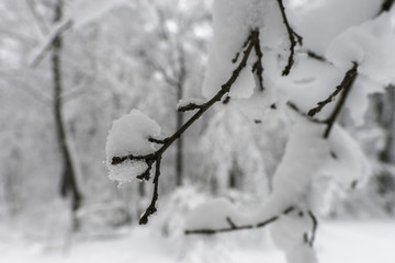 Winter landscape. Trees in the forest or in the park are under a thick layer of snow. Consequences of a great snowfall.