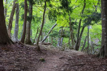 Foto op Plexiglas Dirt trail under bright green summer leaves in Japanese mountain forest © Osaze