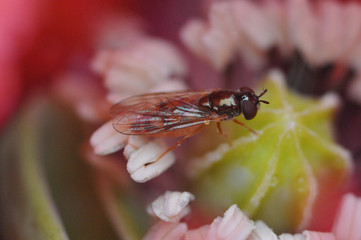 little fly in a red poppy flower close-up