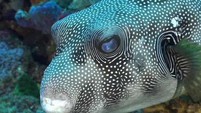 Stellate puffer fish in a coral reef. Arothron stellatus - Red Sea, Sudan