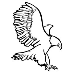 freehand sketch illustration of eagle, hawk bird