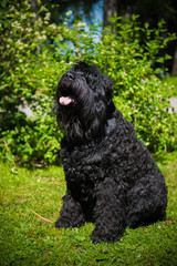 Big adult Russian Black Terrier dog