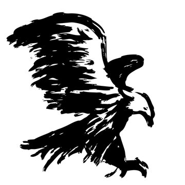 freehand sketch illustration of eagle, hawk bird