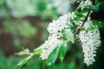 Blooming bird cherry tree in the garden. Selective focus.