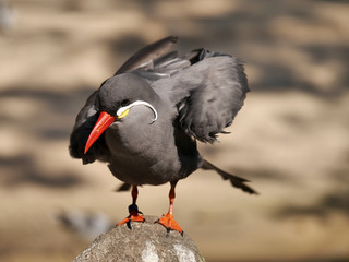 Inkaseeschwalbe