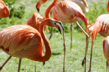 Flamant roses
