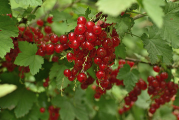 Closeup of ripe redcurrant on the branch. selective focus.