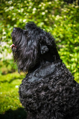 Big adult Russian Black Terrier dog profile