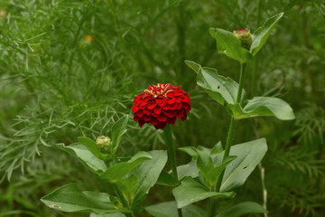 Closeup of red Zinnia flower. Beautiful Zinnia flower in full bloom and zinnia buds.