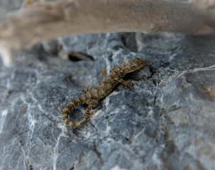 Lizard or reptile on black marble stone