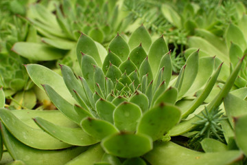 Closeup of big Sempervivum tectorum (common houseleek). Green succulent background.