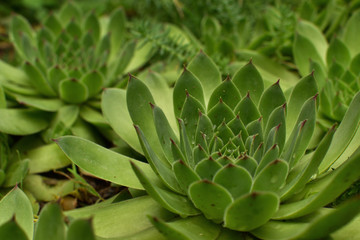 Closeup of big Sempervivum tectorum (common houseleek). Green succulent background.