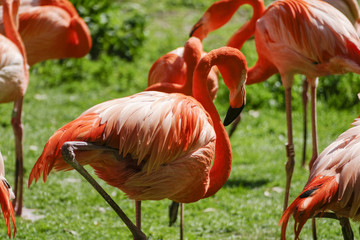 Flamant roses