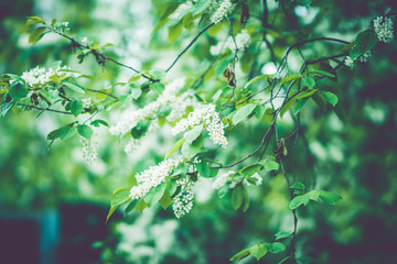 Blooming bird cherry tree in the garden. Selective focus.