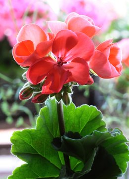 pink and red flowers of geranium potted plant