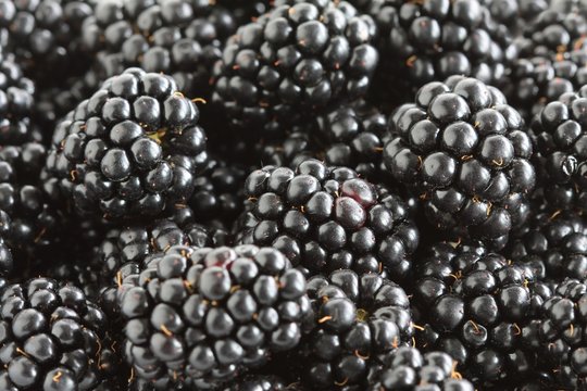 sweet and tasty berries of blackberry