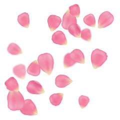Vector collection of realistic pink rose petals isolated on white background. Floral set for romantic and spring design.