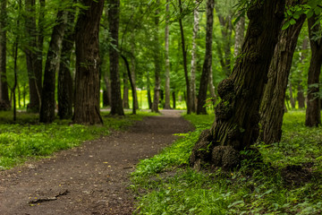summer nature forest outdoor park with trail landscape
