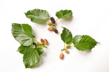 berries mulberry on a branch with leaves on an isolated background for a designer floral composition