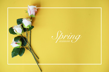 flat lay design concept of roses flower on yellow background for spring season fashion collection...