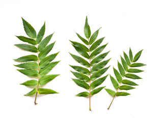 floral acacia leaves on white background isolated for a designer floral composition