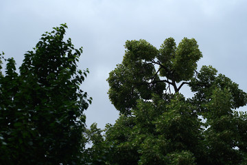 Trees on the sky background.