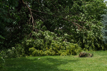 Green forrest during the day