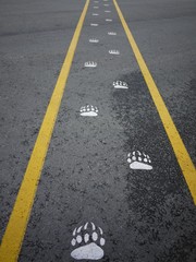 Fototapeta premium Bear paw prints on the road