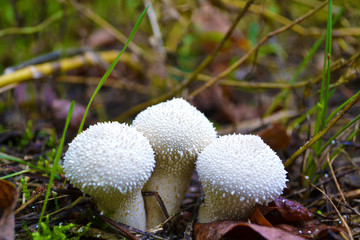 mushrooms in the forest