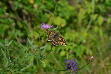 butterfly