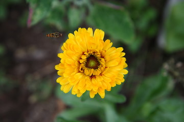 Flower of calendula. Attracts insects.