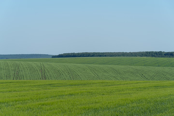 Obraz premium Agricultural landscape in Podolia region of Ukraine