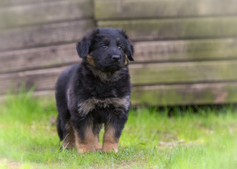 German shepherd puppy dog