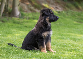 German shepherd puppy dog