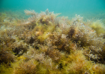 Naklejka na ściany i meble photo of seaweed underwater world